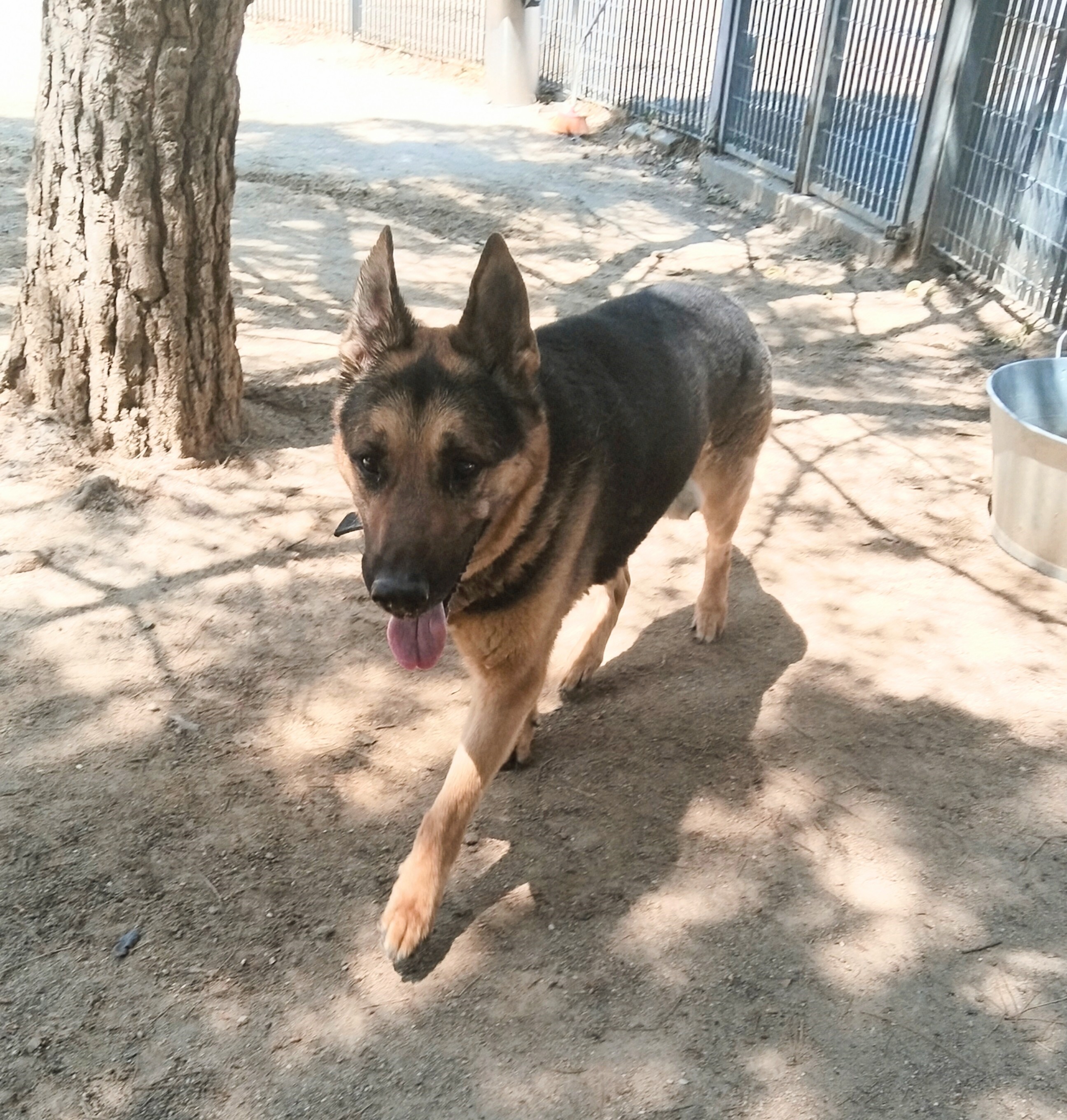 sultan