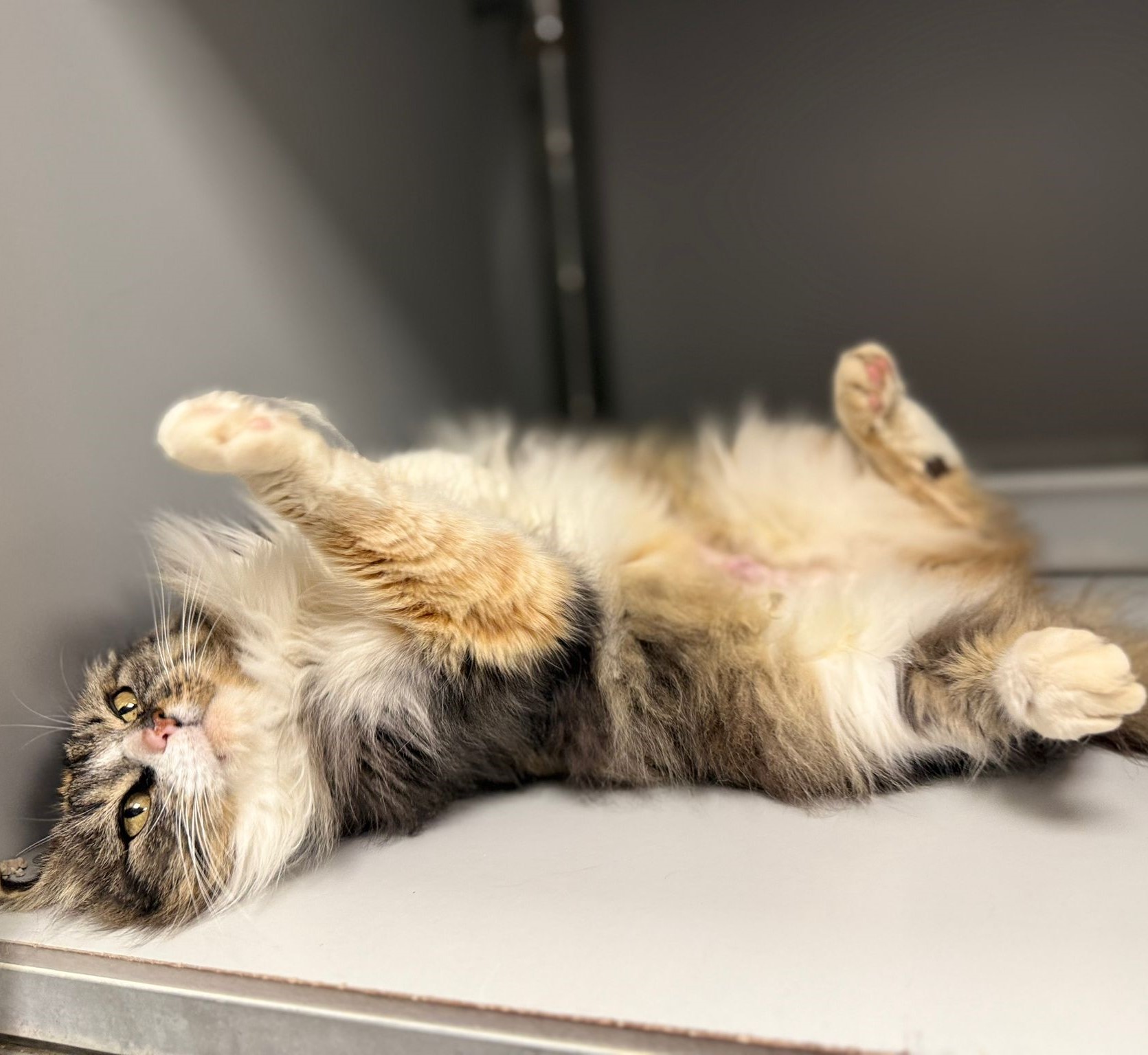 WhatsApp Image 2025-12-04 at 18.17.53 (3)