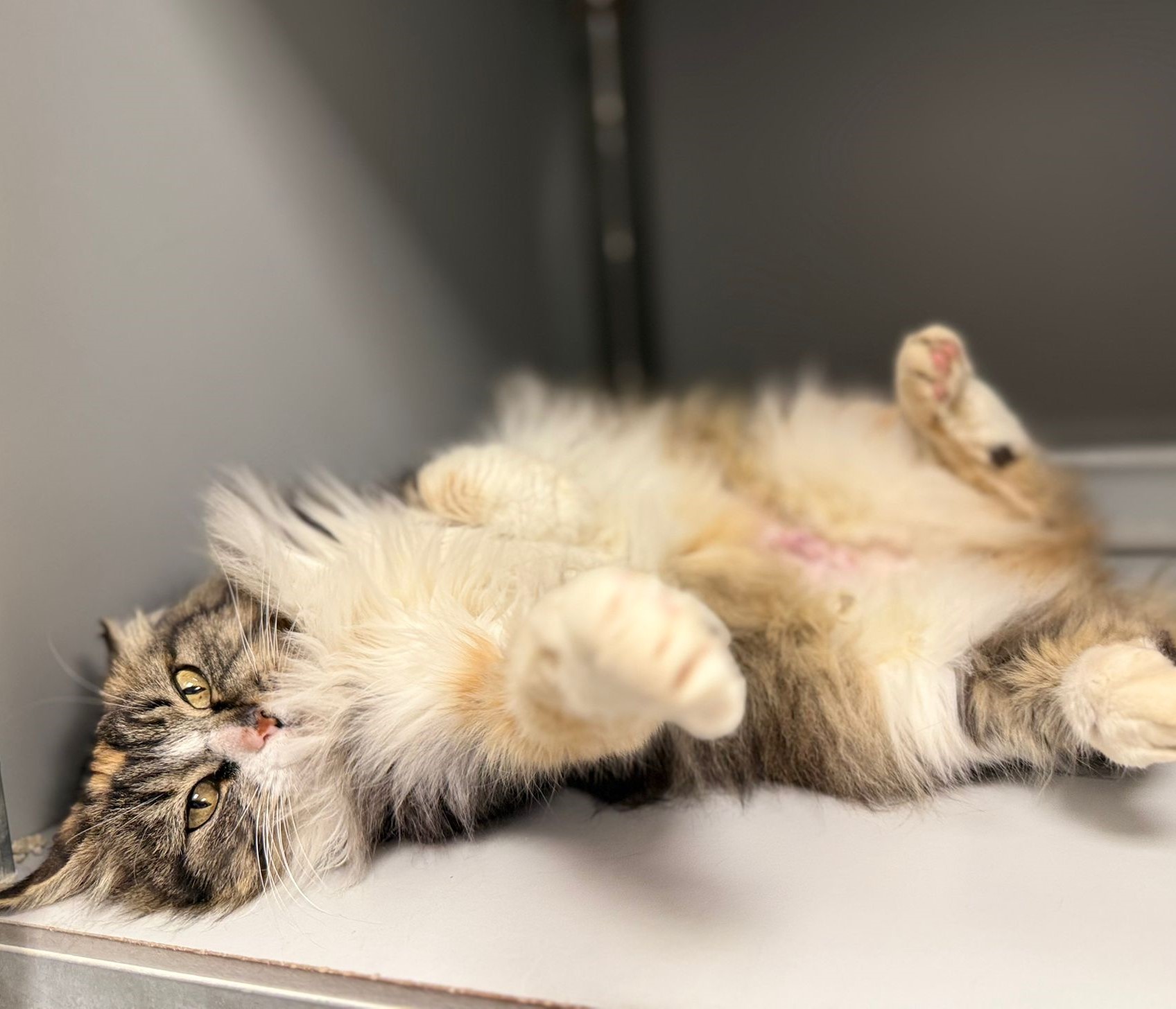 WhatsApp Image 2025-12-04 at 18.17.54