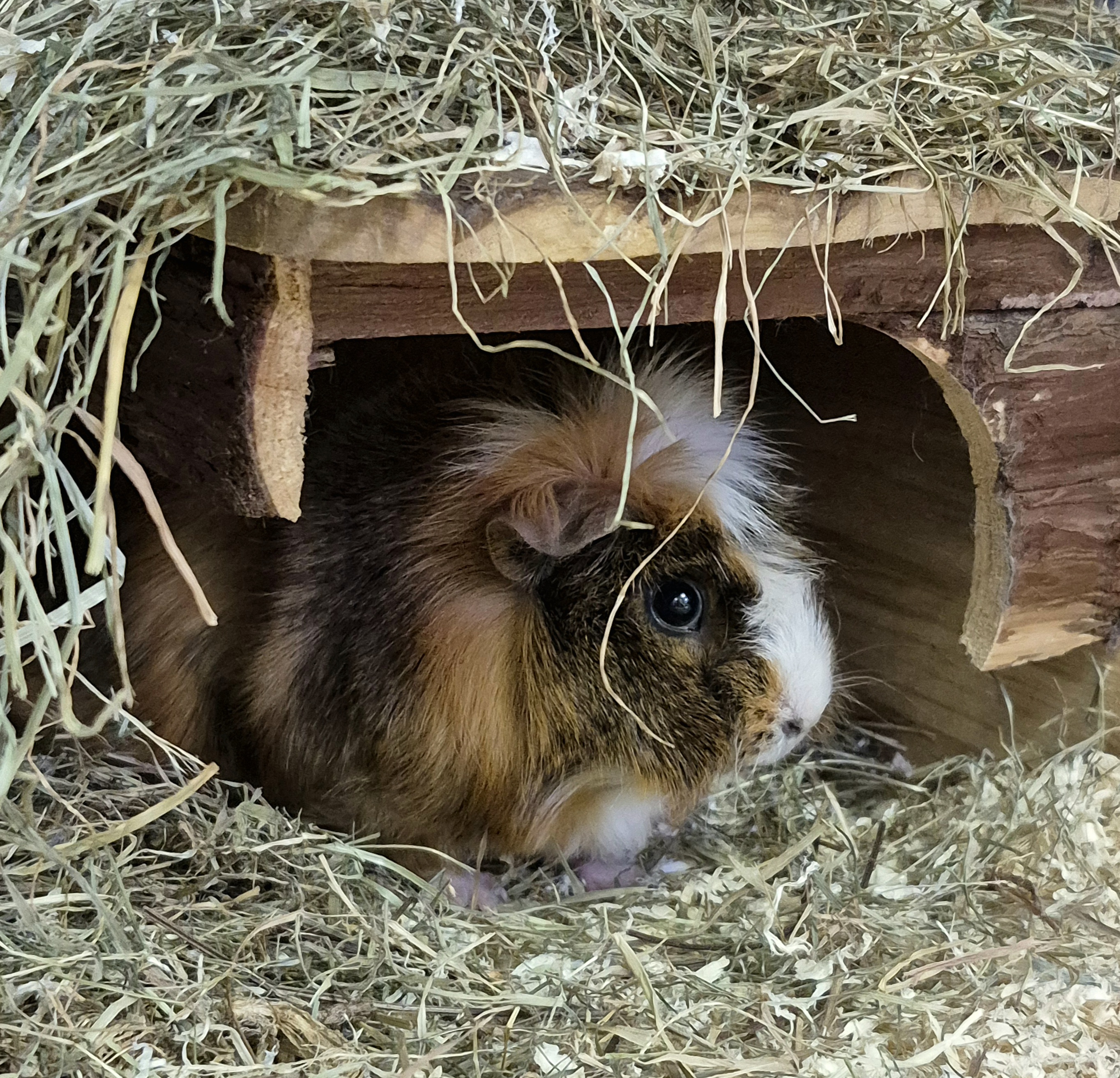 2026001951 COBAYA